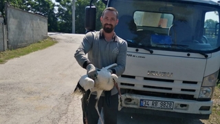 Yüksek gerilime takılan Leylek kurtarıldı