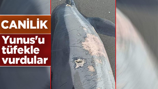 Yunus'u tüfekle vurdular