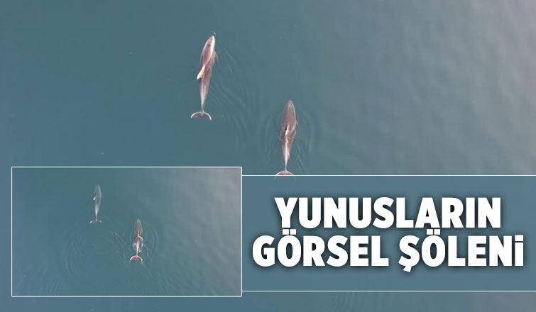 Yunuslar görsel şölen oluşturdu