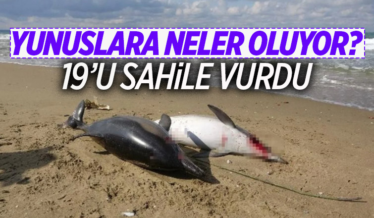 Yunuslar kıyıya vurdu; Yetkililer harekete geçti