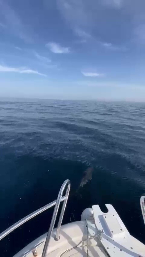 Yunusların şovu kamerada