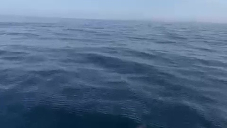 Yunusların şovu kamerada