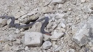 Yürüyüş yaparken karşılarına çıktı; 2 metrelik yılan.