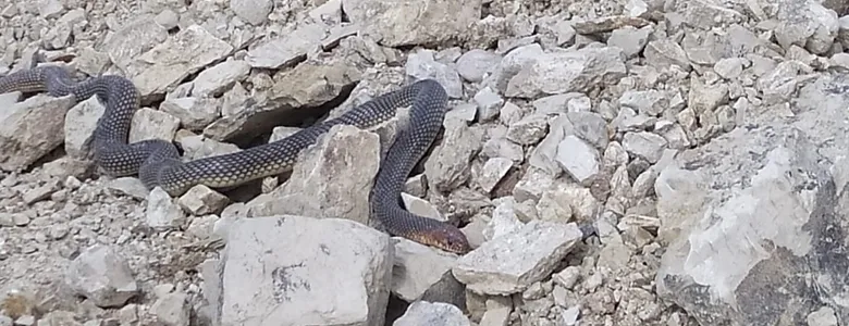 Yürüyüş yaparken karşılarına çıktı; 2 metrelik yılan.