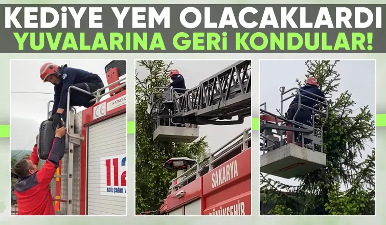 Yuvadan düşen karga yavrularının imdadına itfaiye yetişti