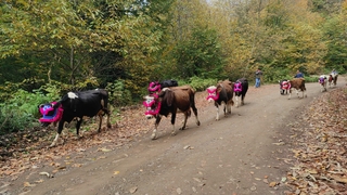 Yüzyılı aşan yayla göçü bu yıl erken başladı