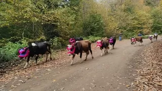 Yüzyılı aşan yayla göçü bu yıl erken başladı