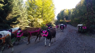 Yüzyıllık göç başladı