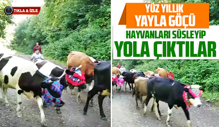 Yüzyıllık yayla göçü; Hayvanları süsleyip yola çıktılar