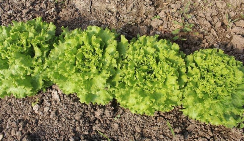 Zam şampiyonu kıvırcık oldu