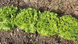 Zam şampiyonu kıvırcık oldu