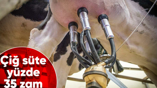 Zamlardan sütte nasibini aldı: Yüzde 35