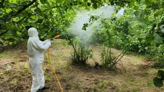 Zararlı böceğe karşı ekipler sahada