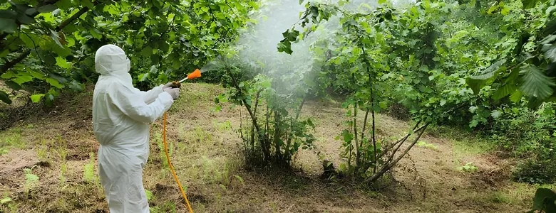 Zararlı böceğe karşı ekipler sahada