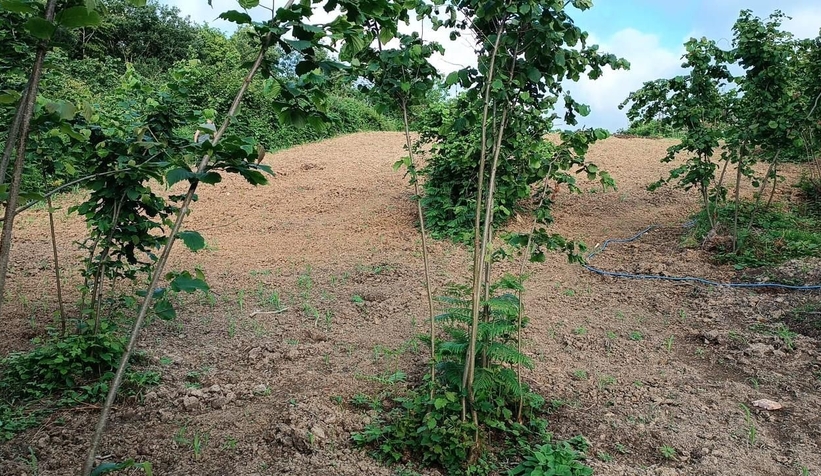 Zehir tacirleri yakalandı