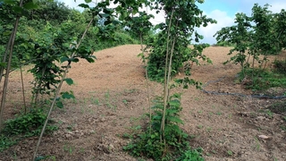 Zehir tacirleri yakalandı