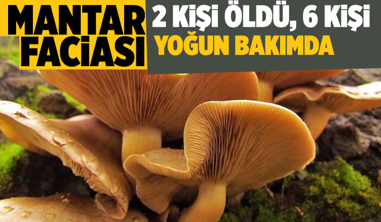 Zehirli mantar facası: 2 ölü, 6 kişi yoğun bakımda
