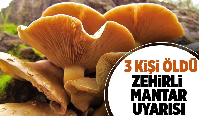 Zehirli mantar uyarısı