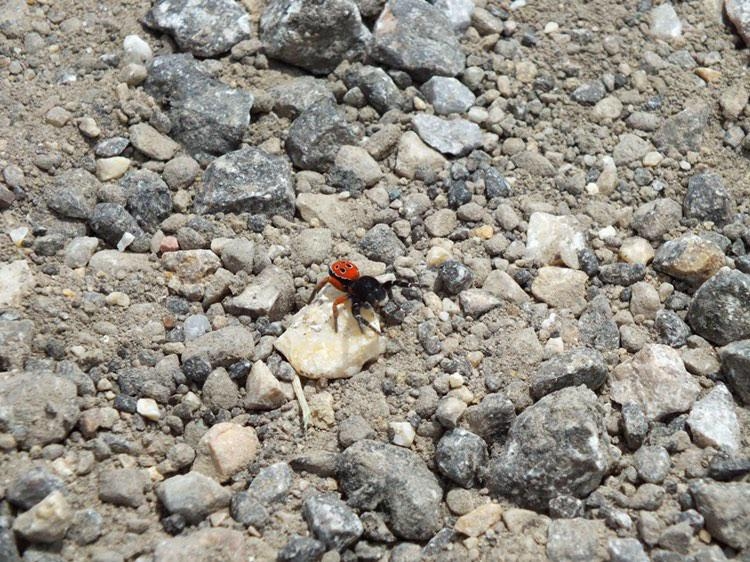Zehirli örümcek bu sefer Eskişehir’de görüldü