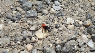 Zehirli örümcek bu sefer Eskişehir’de görüldü