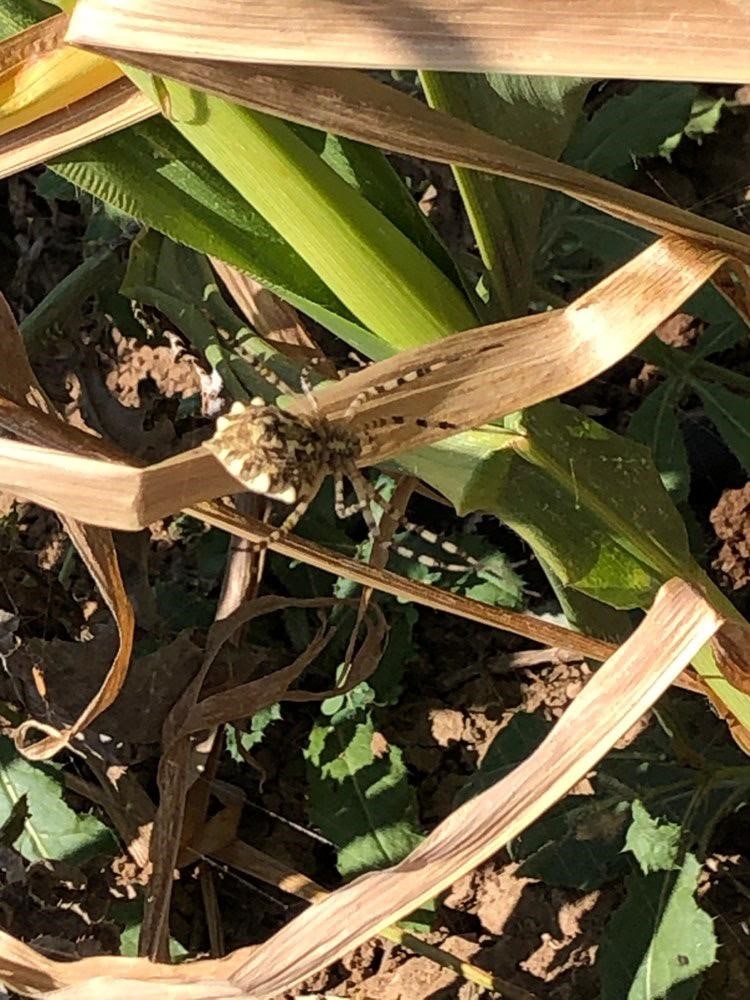 Zehirli örümcek türü bu kez de Eskişehir’de görüldü