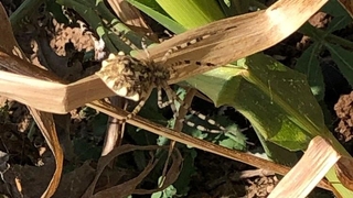 Zehirli örümcek türü bu kez de Eskişehir’de görüldü