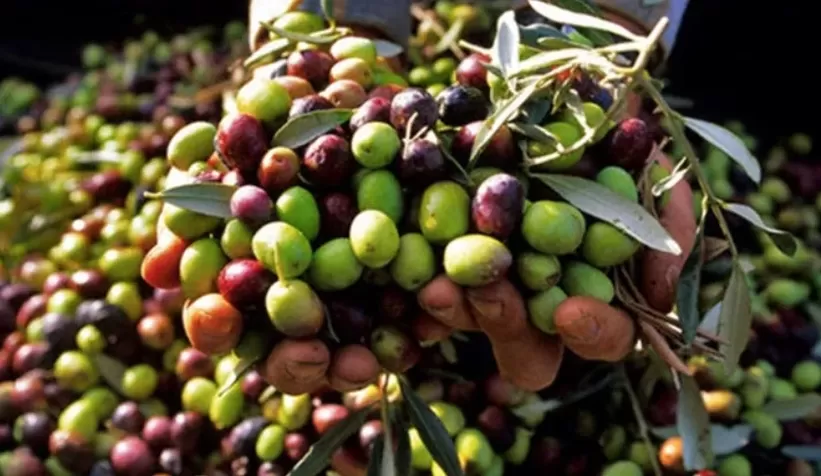 Zeytin alım fiyatı açıklandı; Yüzde 120 zam!