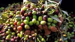 Zeytin alım fiyatı açıklandı; Yüzde 120 zam!