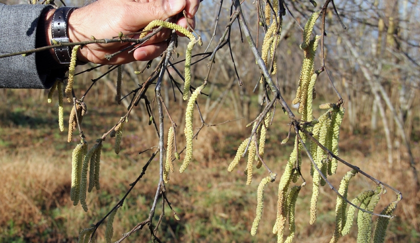 Zirai don riski fındık fiyatını yükseltti