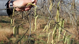 Zirai don riski fındık fiyatını yükseltti