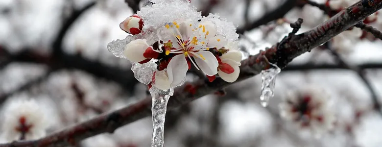 Zirai don uyarısı yapıldı; O günlere dikkat