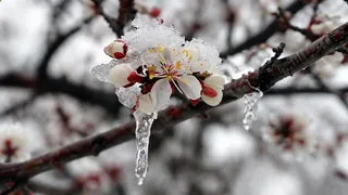 Zirai don uyarısı yapıldı; O günlere dikkat