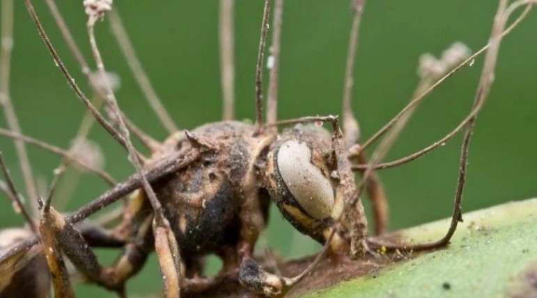 Zombi mantarlar kanser tedavisinde umut olacak