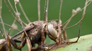 Zombi mantarlar kanser tedavisinde umut olacak