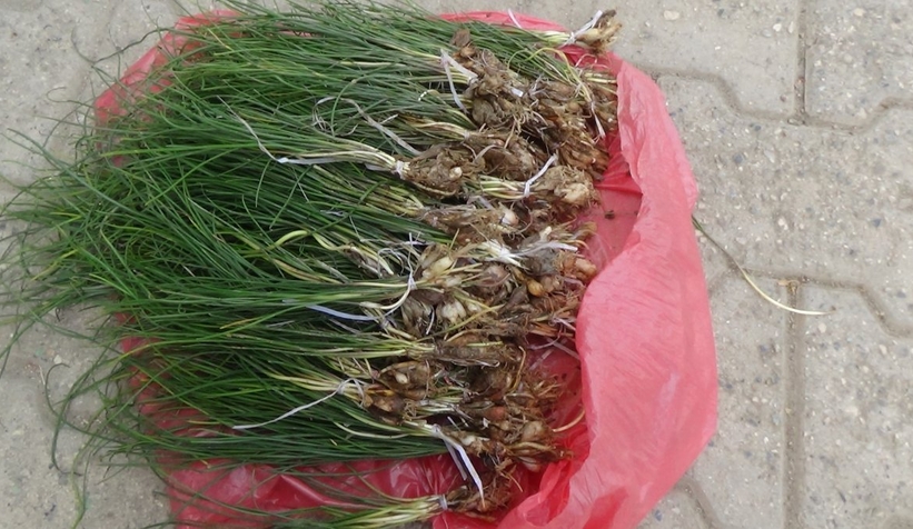 Zuzubak otunun kilosu 1.000 liraya çıktı